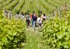 Wine trekking in Franciacorta. Ph. F.Cattabiani