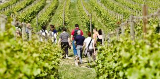 Wine trekking in Franciacorta. Ph. F.Cattabiani