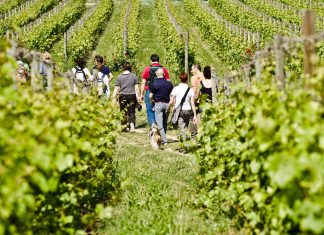 Wine trekking in Franciacorta. Ph. F.Cattabiani