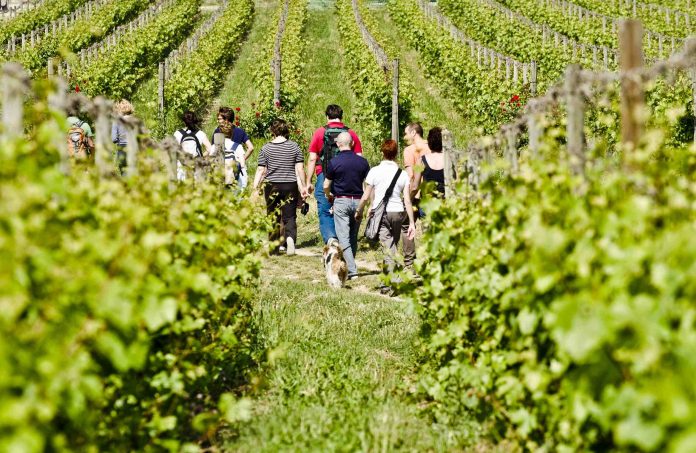 Wine trekking in Franciacorta. Ph. F.Cattabiani