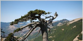 parco del Pollino, Basilicata