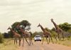 Una strada del Kruger National Park