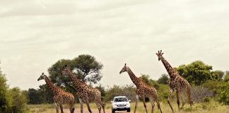 Una strada del Kruger National Park