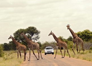 Una strada del Kruger National Park