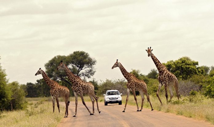 Una strada del Kruger National Park