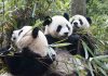 Panda del centro di ricerca di Chengdu in Cina