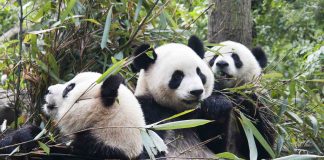 Panda del centro di ricerca di Chengdu in Cina