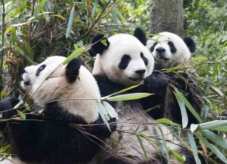 Panda del centro di ricerca di Chengdu in Cina