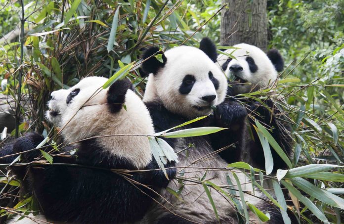 Panda del centro di ricerca di Chengdu in Cina