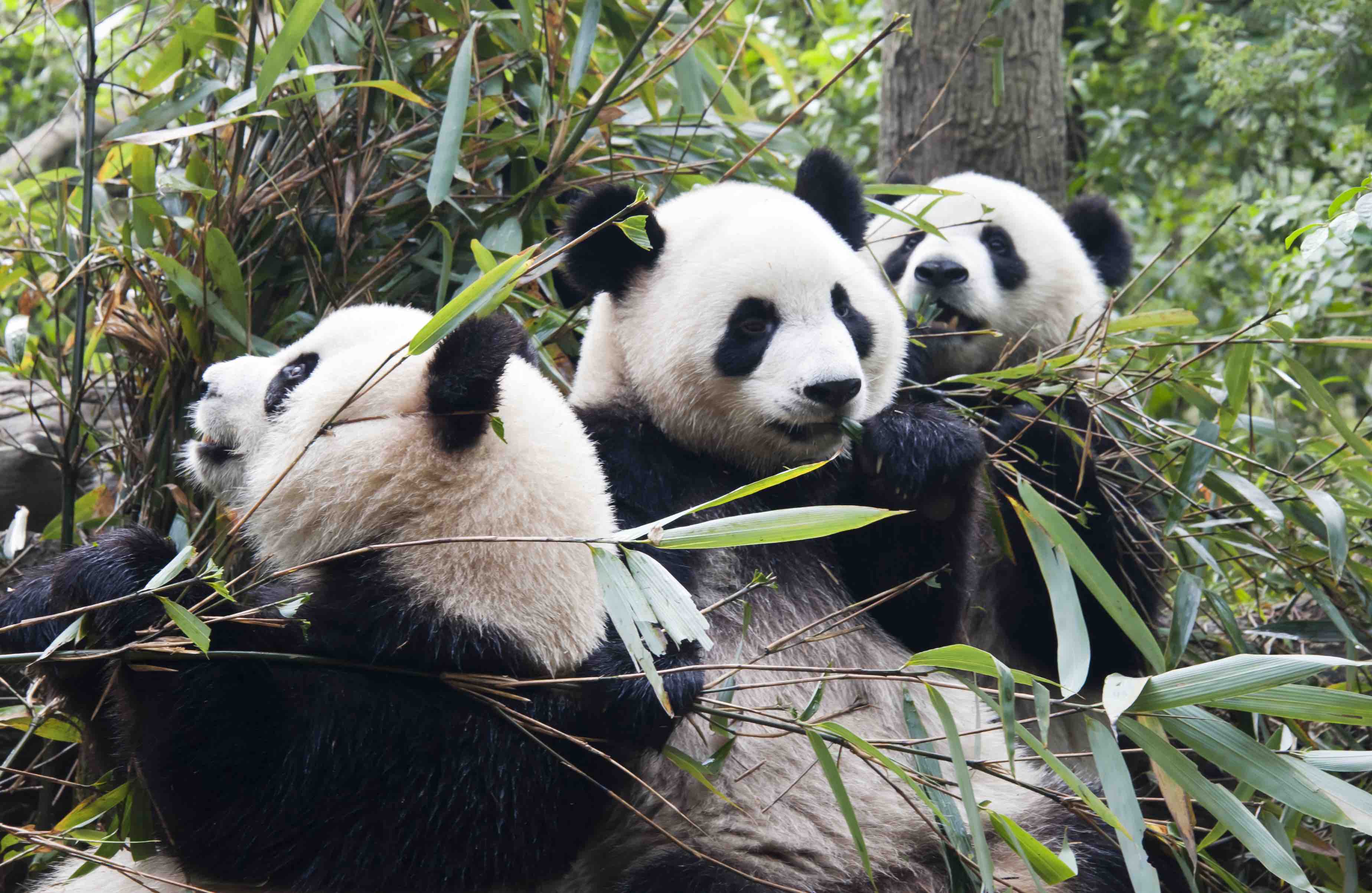 Panda, scimmie e dugonghi: i viaggi natura al top per Lonely Planet -  Webitmag - Web in Travel Magazine