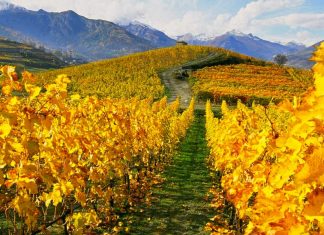 Vins Extrêmes 2015, il meglio dei vini d’alta quota