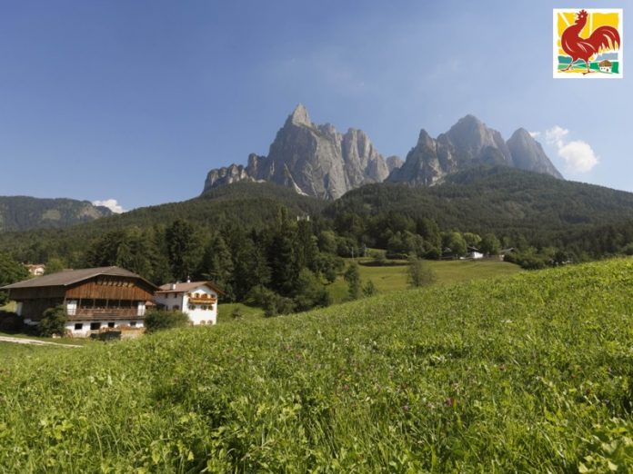 Maso nelle Dolomiti associato a Il Gallo Rosso.