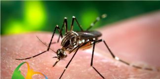 Zika e Olimpiadi in Brasile Rio 2016