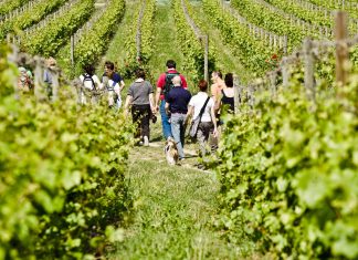 Wine trekking in Franciacorta. Foto di F.Cattabiani
