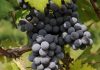 La Regione Piemonte investe per tutelare l'unicità del sito Unesco dei paesaggi vitivinicoli di Langhe-Roero e Monferrato