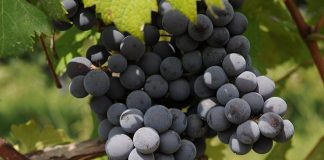 La Regione Piemonte investe per tutelare l'unicità del sito Unesco dei paesaggi vitivinicoli di Langhe-Roero e Monferrato