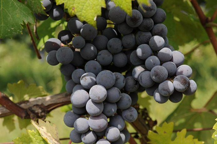 La Regione Piemonte investe per tutelare l'unicità del sito Unesco dei paesaggi vitivinicoli di Langhe-Roero e Monferrato