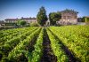 Le vigne Berlucchi. Foto: Antonio Saba