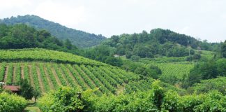 I vigneti del territorio dell'Asolo Montello