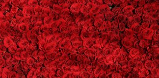 100 rose rosse