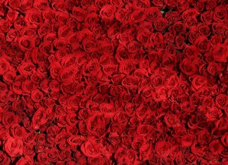 100 rose rosse