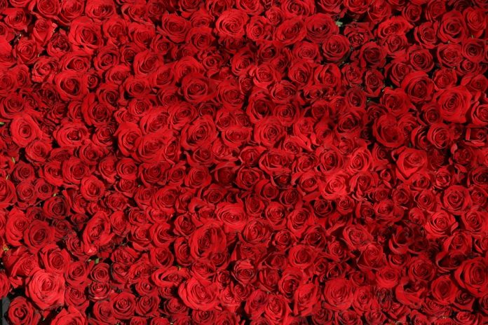 100 rose rosse