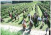 Cantine Aperte In Vendemmia