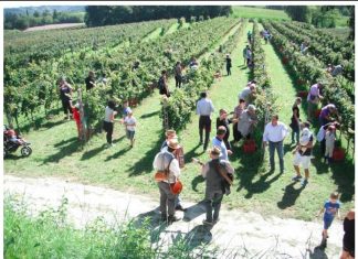 Cantine Aperte In Vendemmia