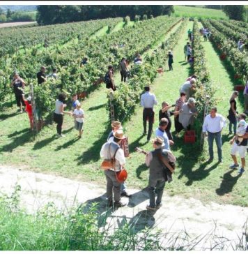 Cantine Aperte In Vendemmia