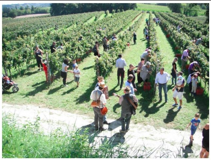 Cantine Aperte In Vendemmia