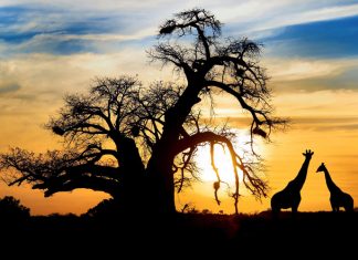 sudafrica-eden-made
