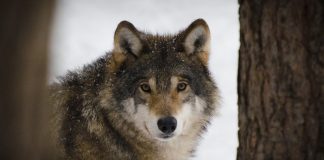 WWF biodiversità lupo