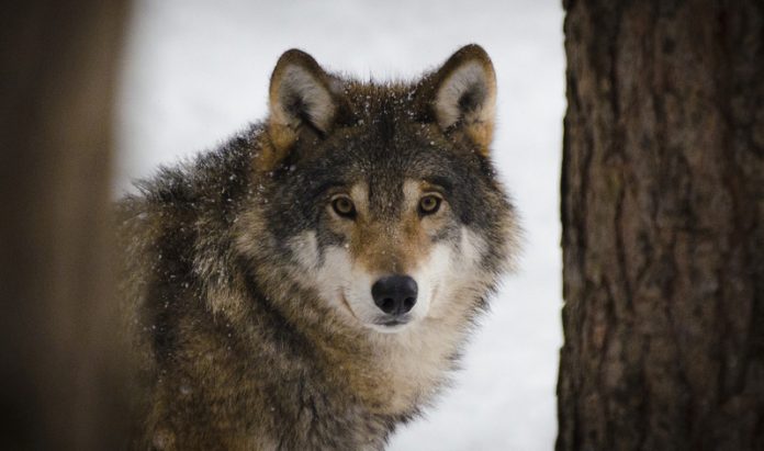 WWF biodiversità lupo