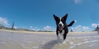 In vacanza gli italiani vogliono poter portare Fido, mentre gli stranieri cercano la piscina